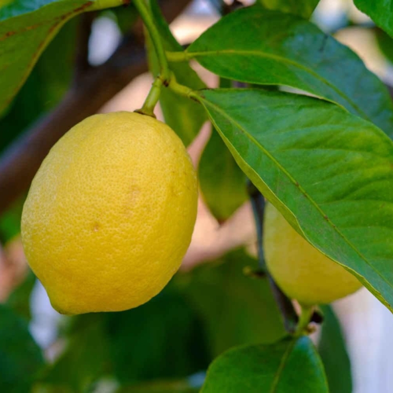 Citronnier des 4 saisons