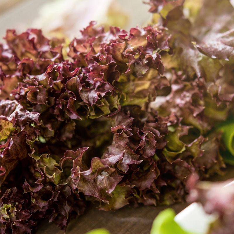 6 plants Feuille chêne rouge en motte