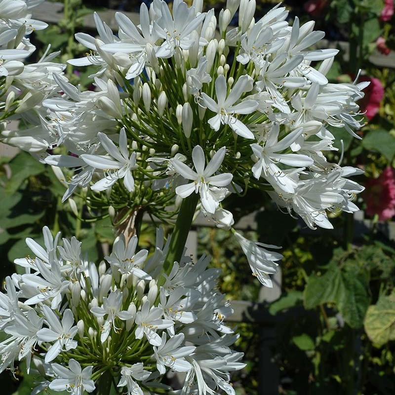 Agapanthe africanus blanche