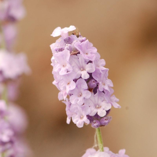 Lavande 'Melissa Lilac'