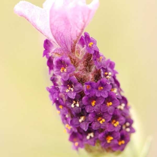 Lavande 'Lilac Wings'