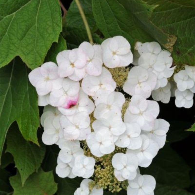 Hortensia quercifolia 'Alice'