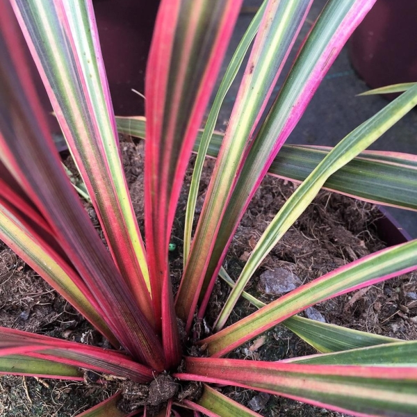 Cordyline 'Can can'