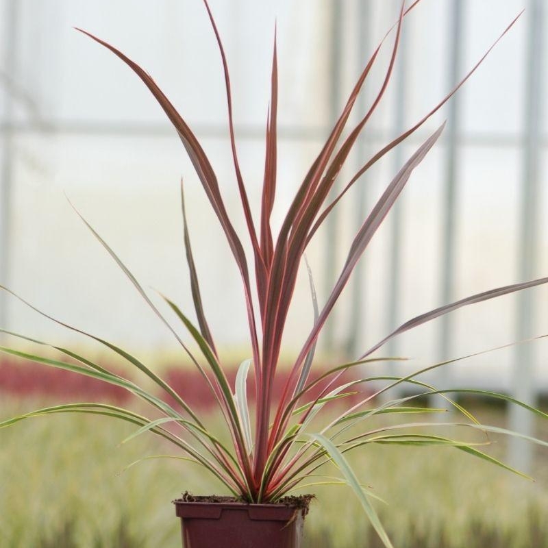 Cordyline 'Can can'