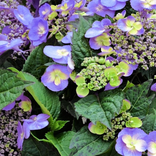 Hortensia 'Blueberry Cheesecake'