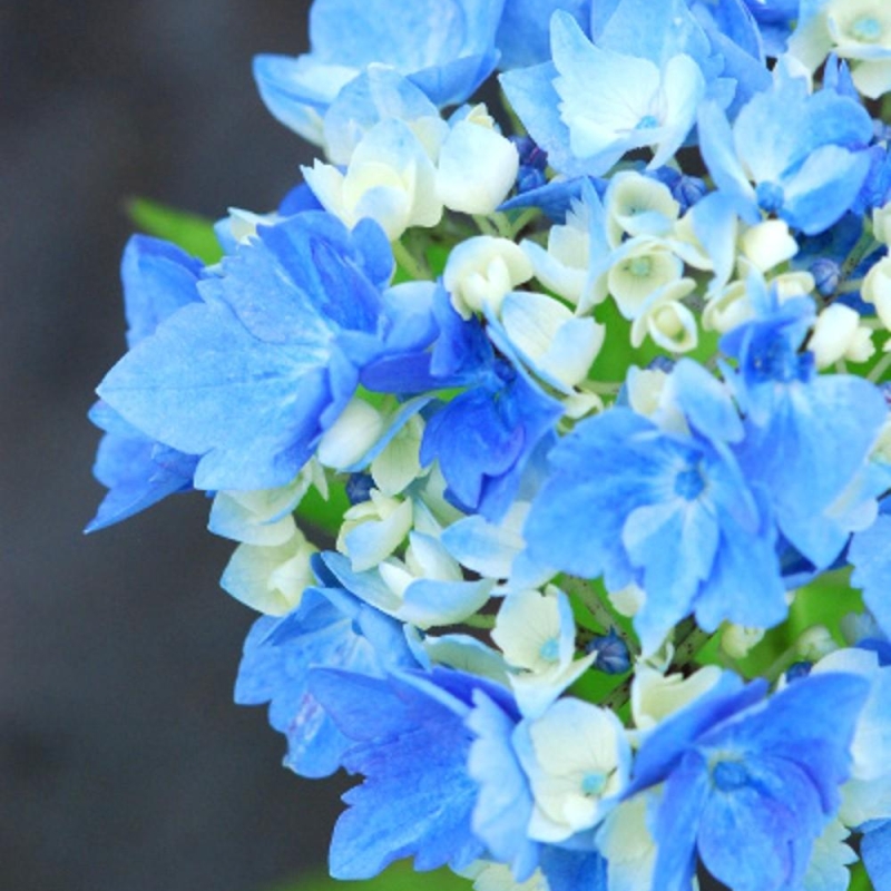 Hortensia 'Minty Ice'