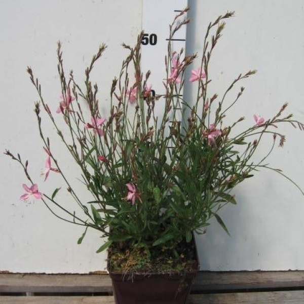 Gaura Geyser® 'Pink'