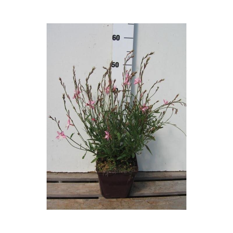 Gaura Geyser® 'Pink'