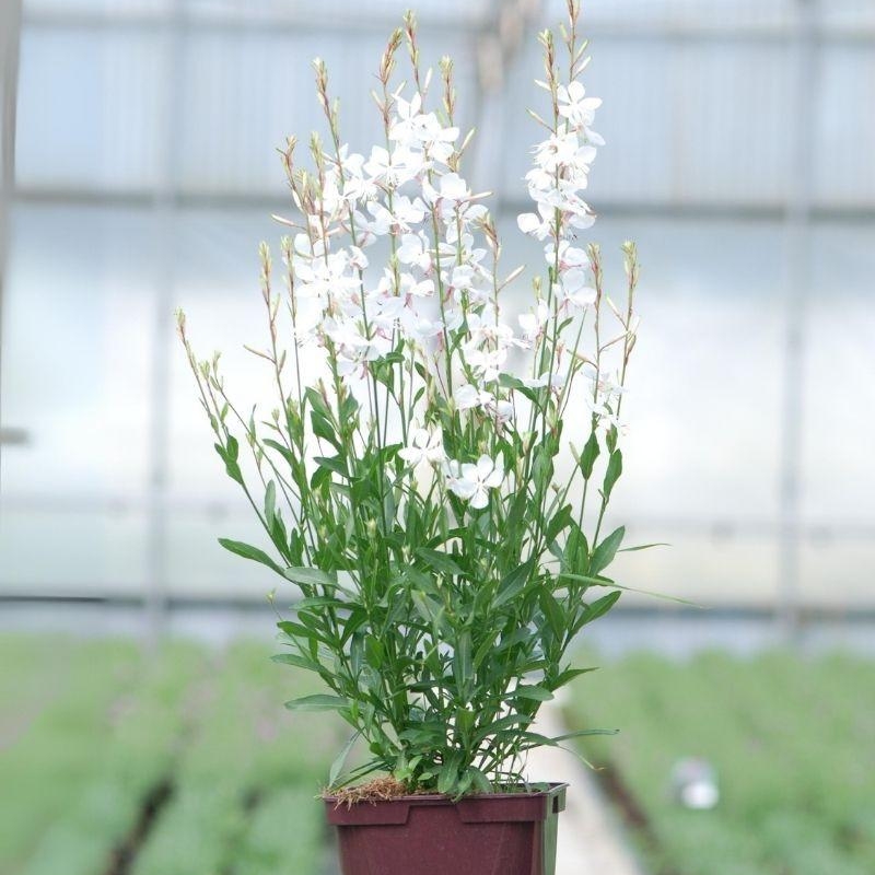 Gaura Geyser® 'White'