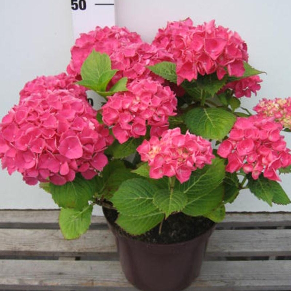 Hortensia 'Schöne Bautznerin'