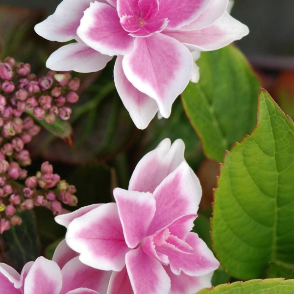 Hortensia 'Star Gazer®' Rose