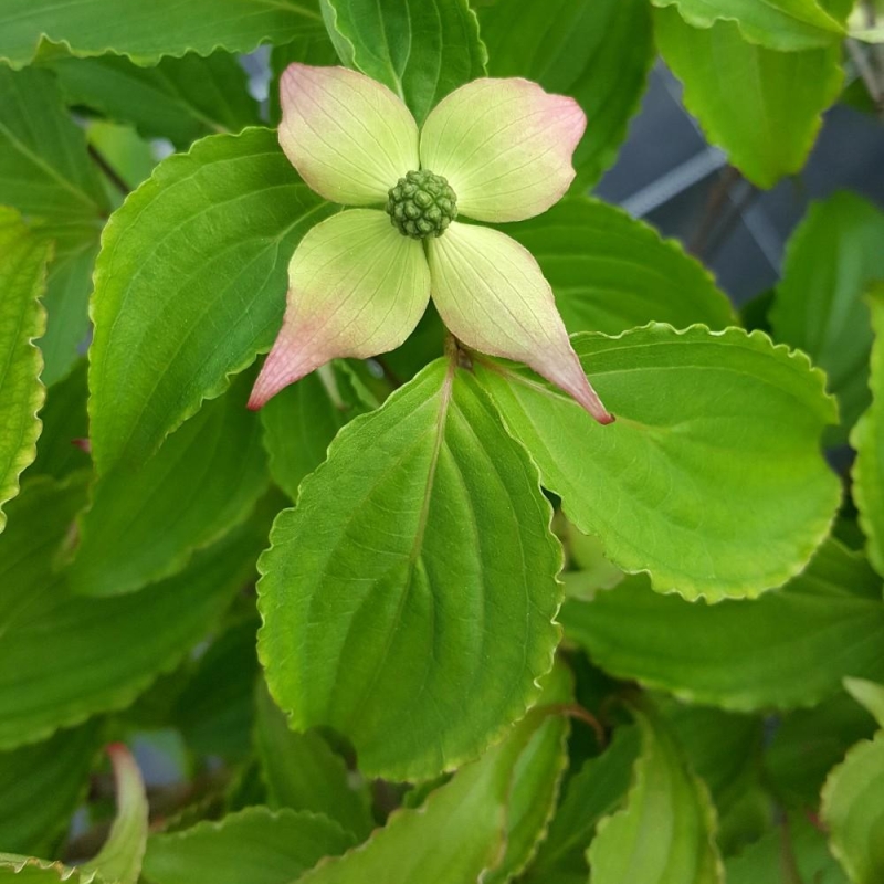 Cornouiller 'Beni Fuji'