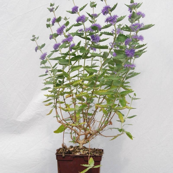 Caryopteris 'Blue Fountain'