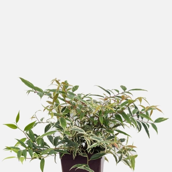 Leucothoe 'Whitewater®'