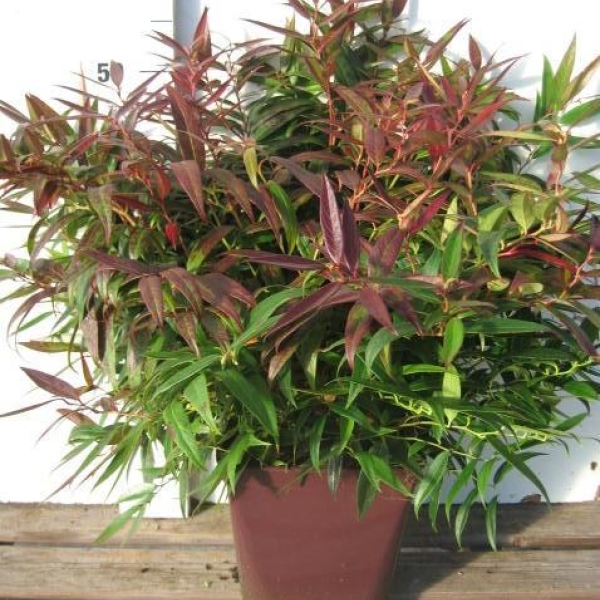 Leucothoe 'Burning Love'