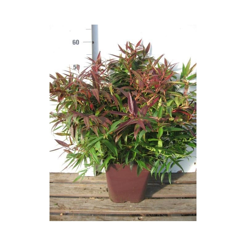 Leucothoe 'Burning Love'