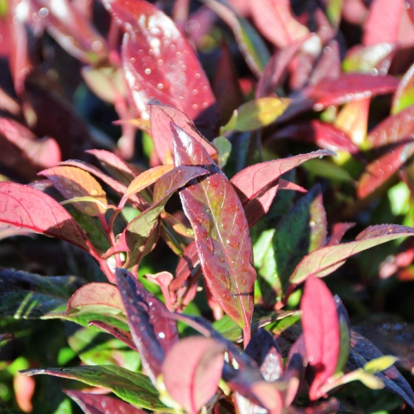 Leucothoe 'Red Lips®'