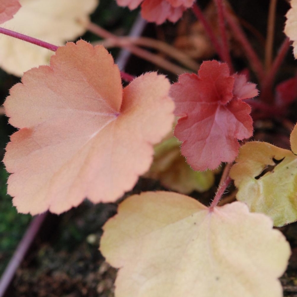 Heuchère 'Timeless Orange'