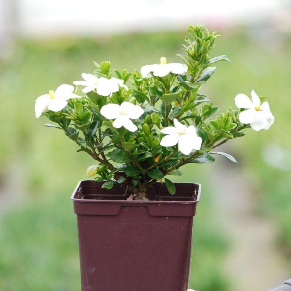 Gardenia 'Kleim's Hardy®'