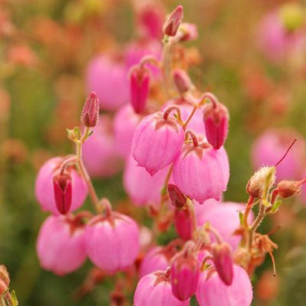 Bruyère d'Irlande 'Rosella'