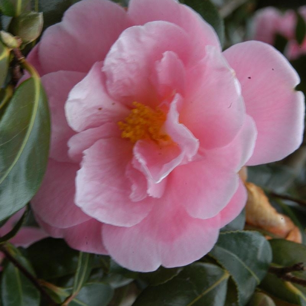 Camelia 'Pink icicle'