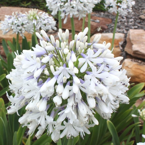 Agapanthe 'Queen Mum'