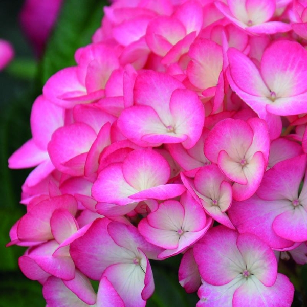 Hortensia 'Gräfin Cosel®'