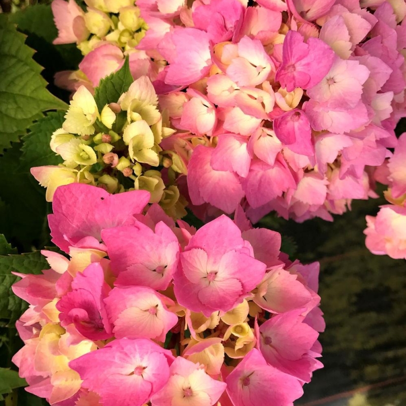 Hortensia Rembrandt® 'Dolce Chic'