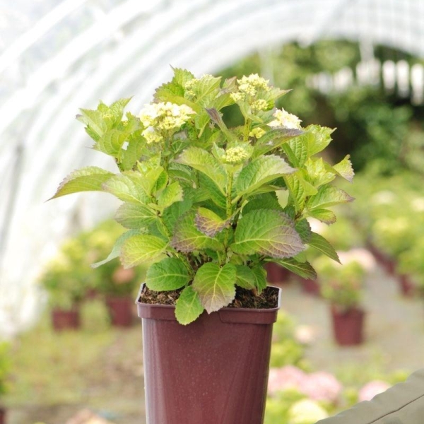 Hortensia Rembrandt® 'Vibrant Verde'