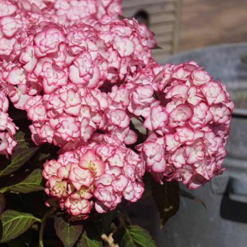 Hortensia 'Miss Saori'