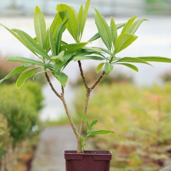 Edgeworthia chrysantha