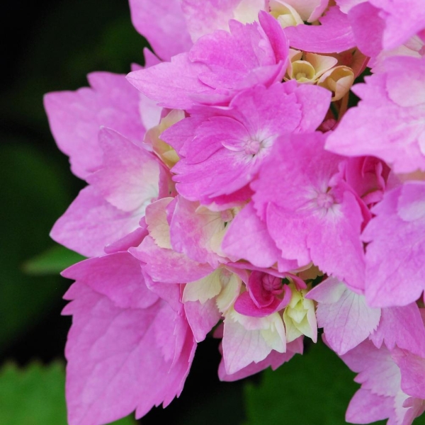 Hortensia 'Pink Lollipop®'