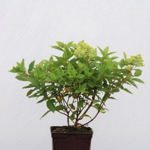 Hortensia 'Little Lime®'