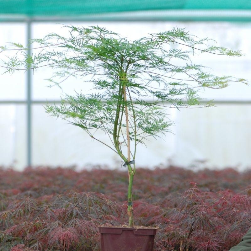 Erable 'Dissectum Emerald Lace'