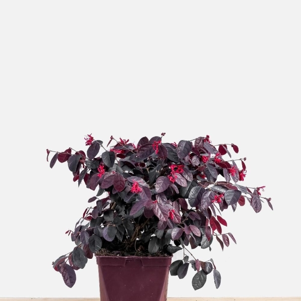 Loropetalum 'Black Pearl®'