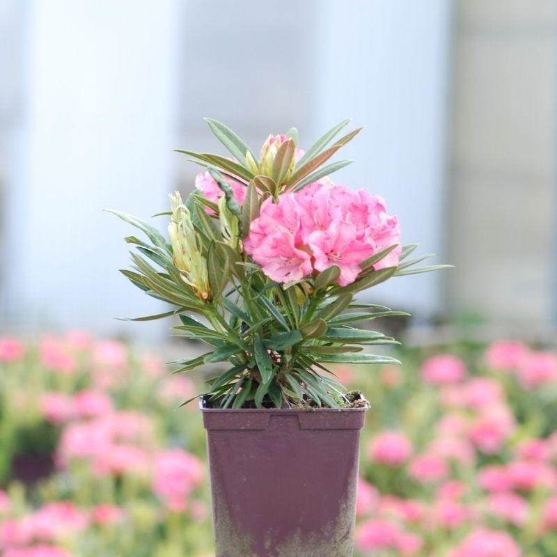 Rhododendron 'Ana'