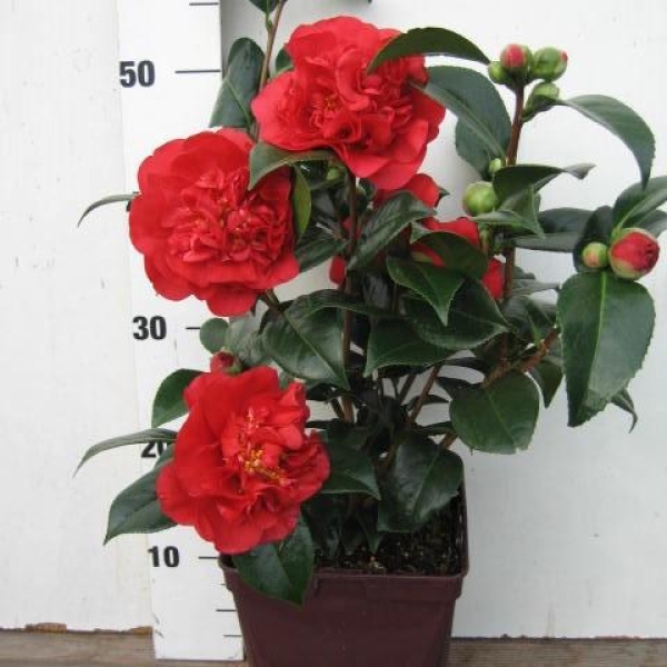 Camelia 'Fondation Luciano Pavarotti'