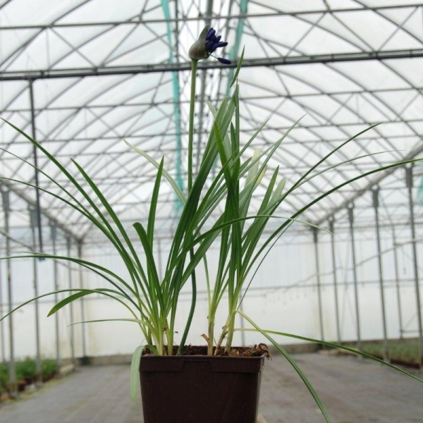 Agapanthe 'Flower of Love'