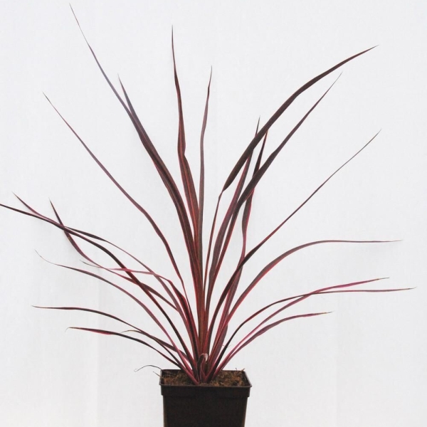 Cordyline 'Electric Pink'