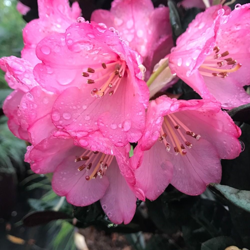 Rhododendron 'Wine & Roses'