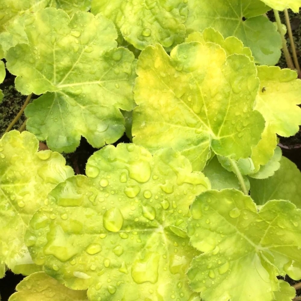 Heuchère 'Blondie in Lime'