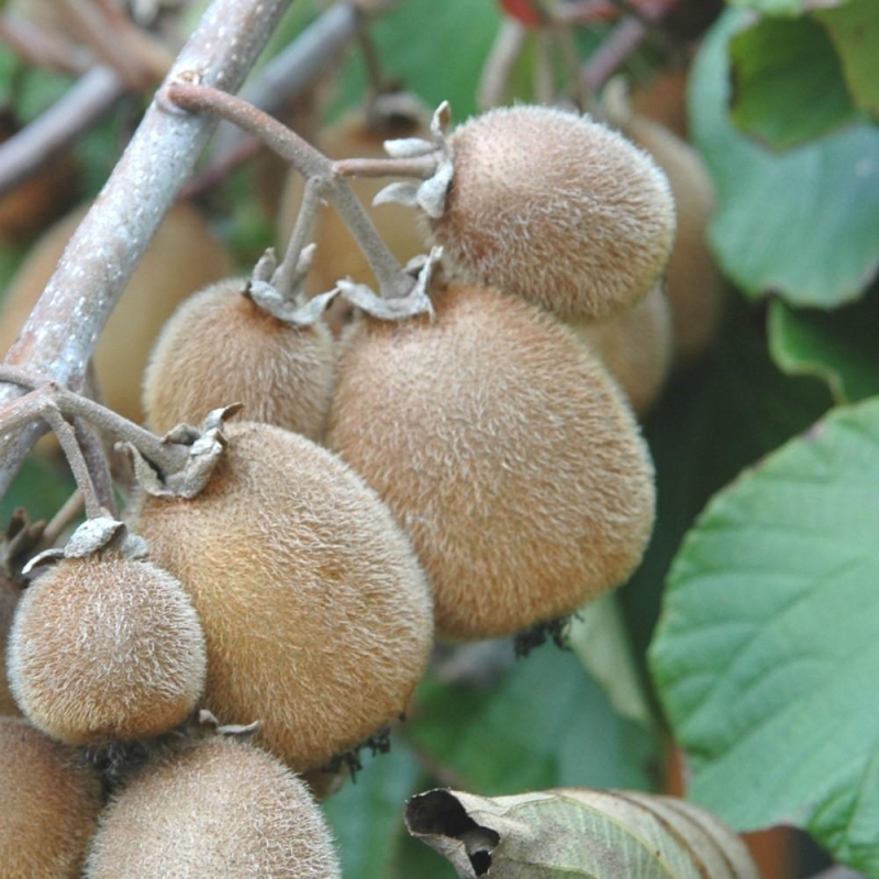 Kiwi autofertile 'Solissimo®'