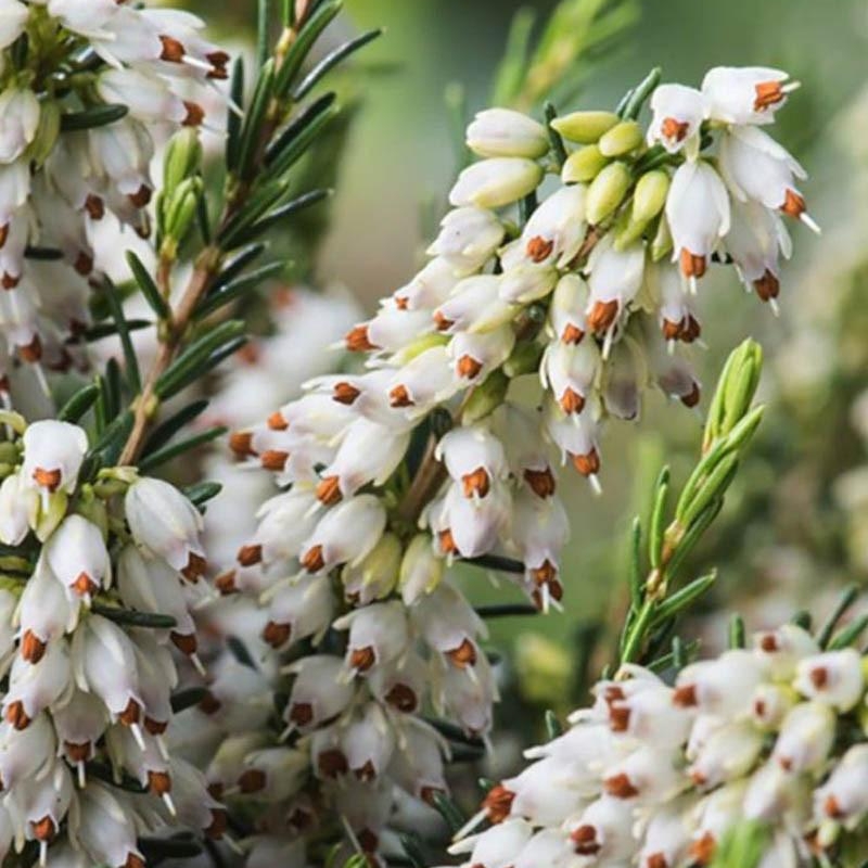 Bruyère d'été 'Bettina'