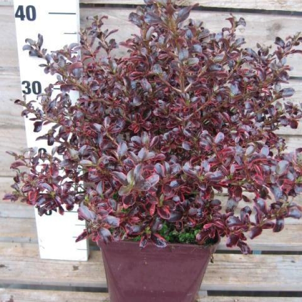 Coprosma 'Rainbow Surprise'