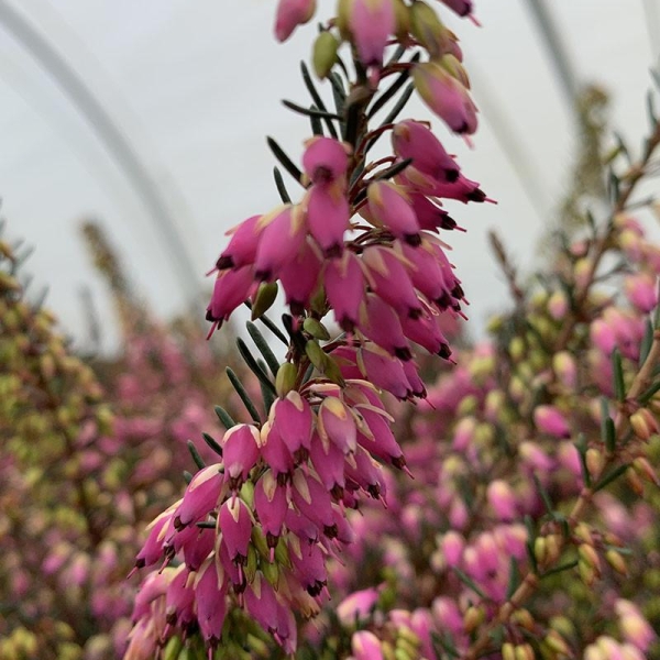 Bruyère d'hiver 'Rubina'