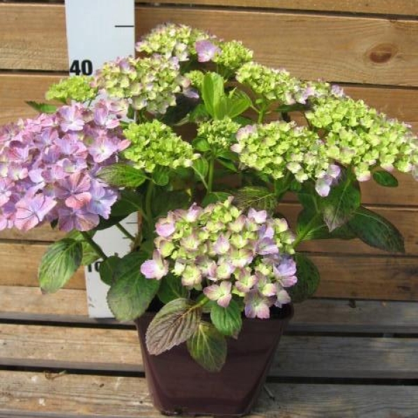 Hortensia 'Valvert'