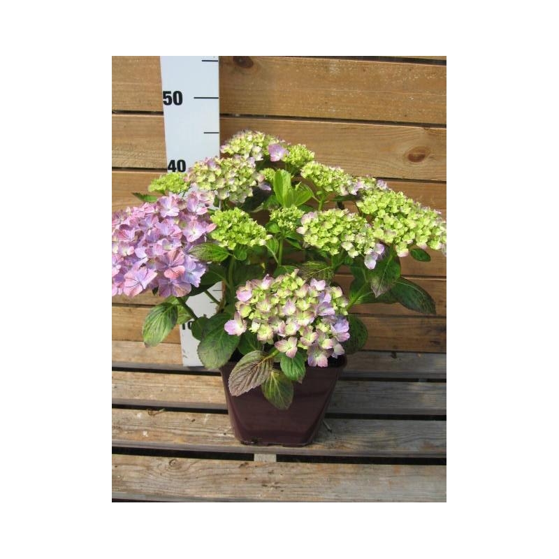 Hortensia 'Valvert'