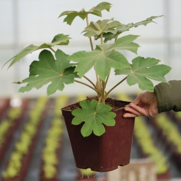 Tetrapanax 'Rex'