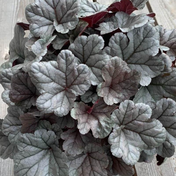 Heuchère 'Silver Gumdrop'