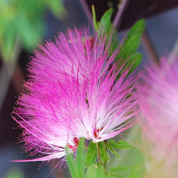 Calliandra surinamensis